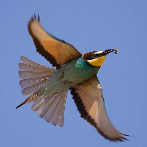 Bee-eater (Merops Apiaster)
