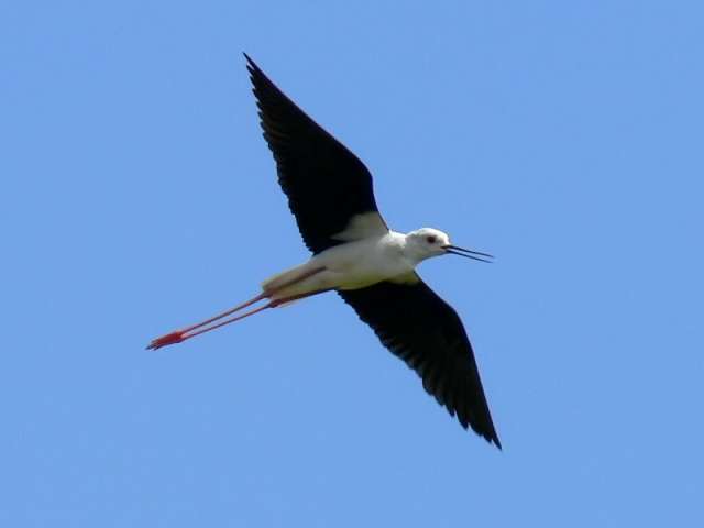 Himantopus himantopus