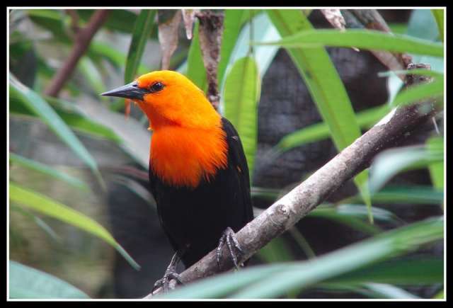 bird76