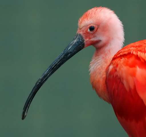 bird72