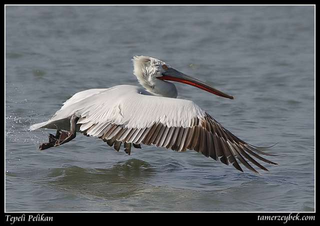 bird73