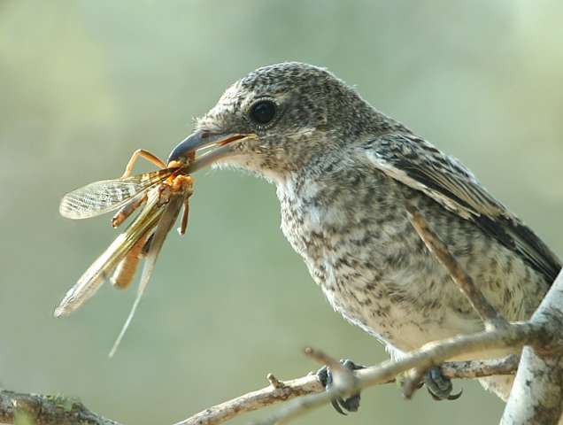 bird69