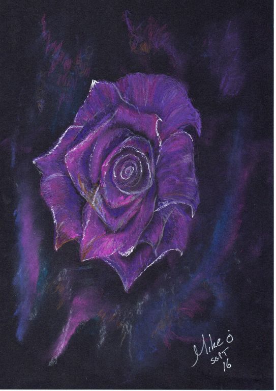 Lilac ros