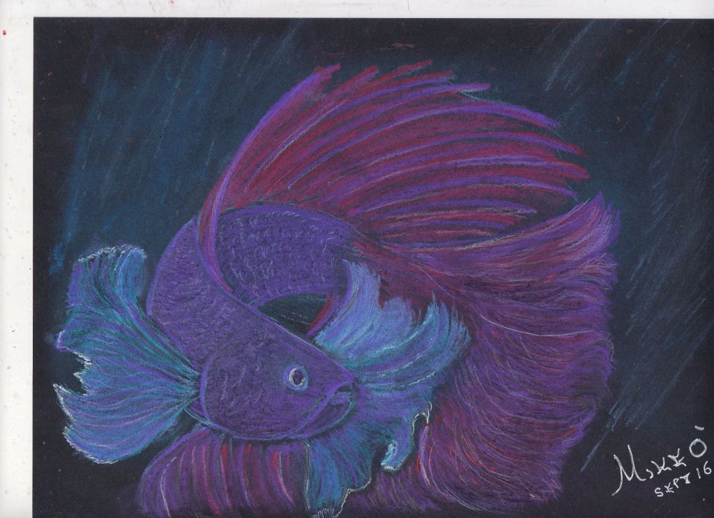 Siamese Fighting fish