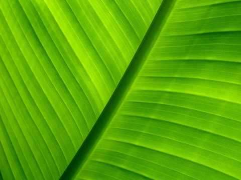 Leaf