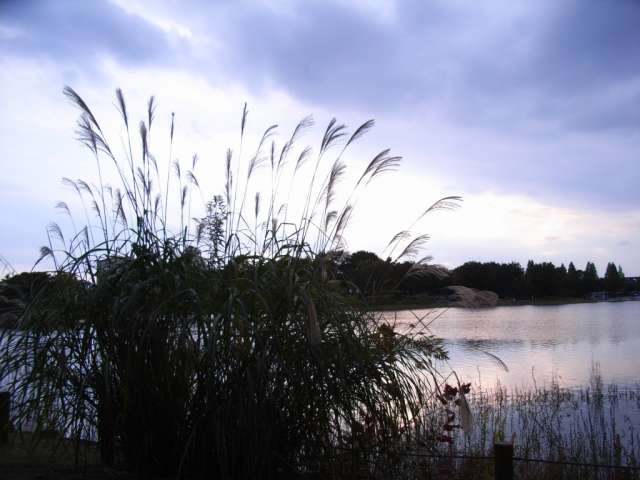 pond