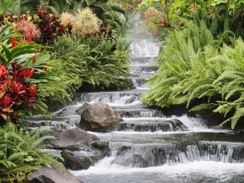 beauty nature