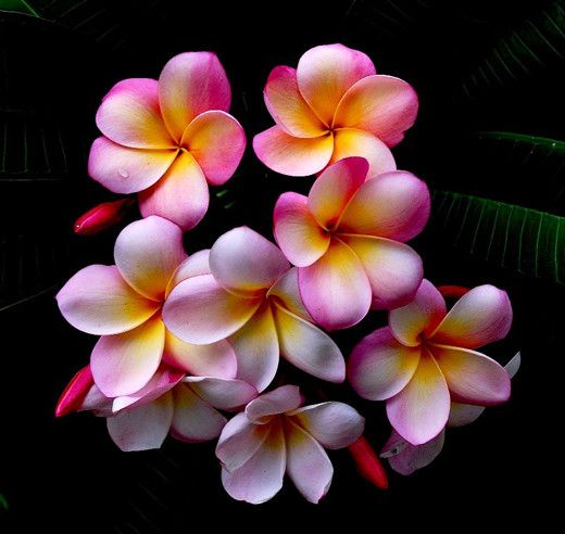 a flower 2 my honey coombs