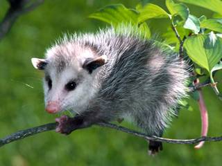 Animal