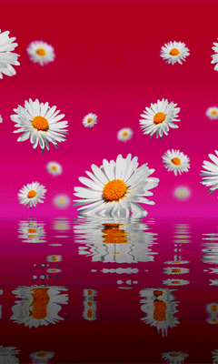 Daisy