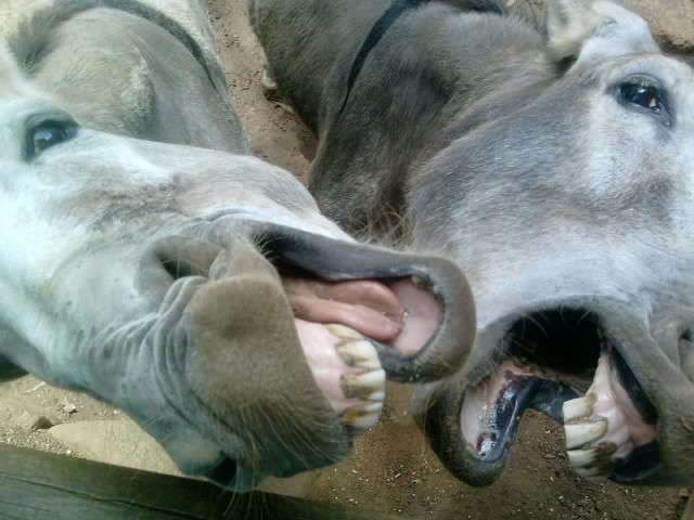 Two Donkey''s alma park