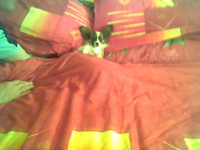 My lil pu