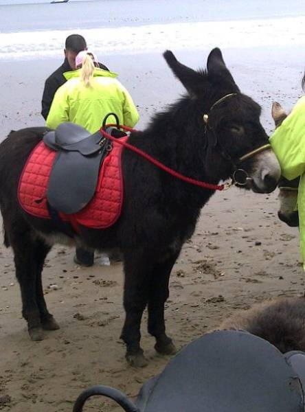 Donkey1