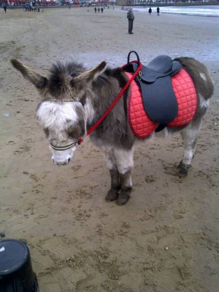 Donkey2