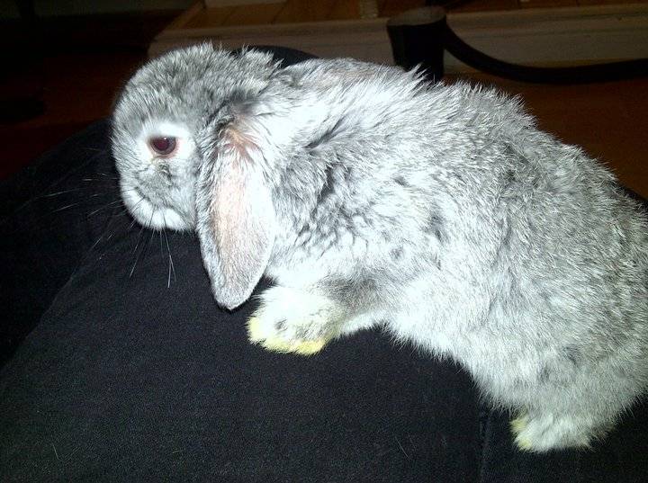 Fluffy
