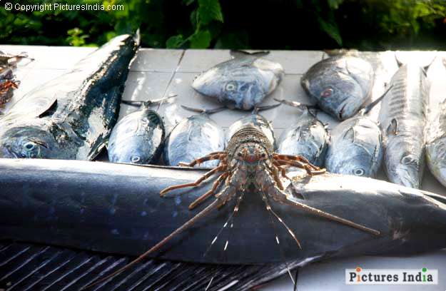 Food and drink Kerala varkala delicious sea foods