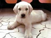 cute- pup