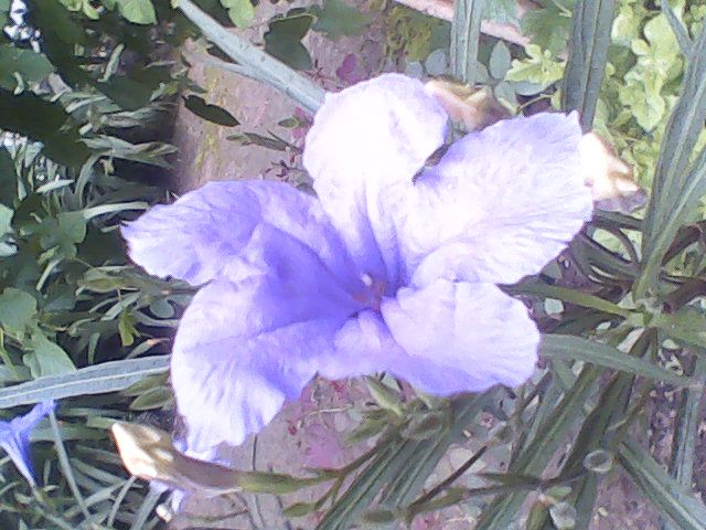 Blu flower