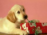 dog -gift
