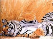 tiger-big-cat