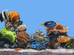 Fish tank