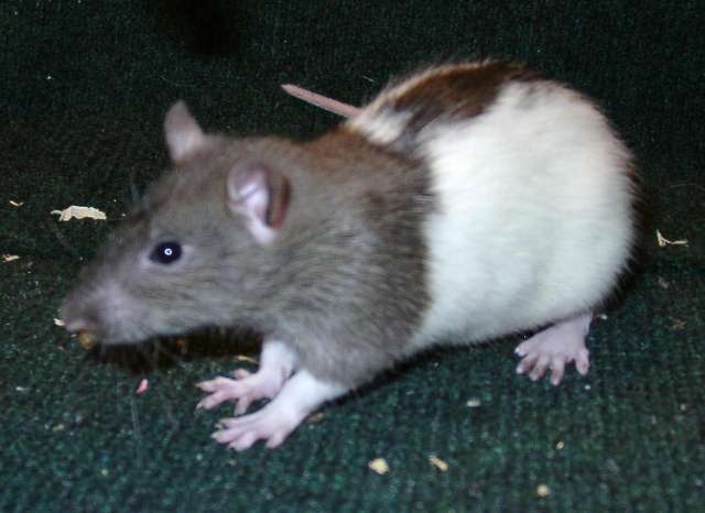 rat1