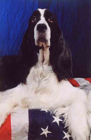 dog2