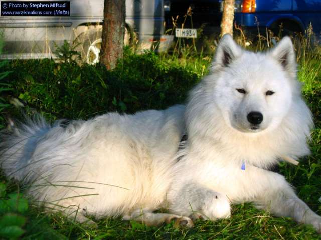 dog7