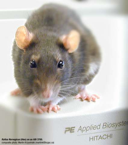 rat2