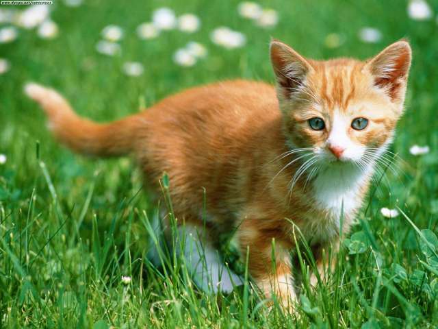 cat13