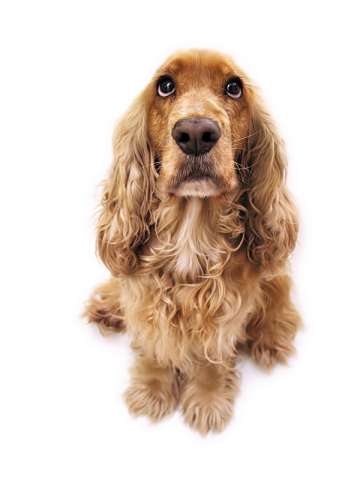 dog3