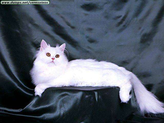 cat12