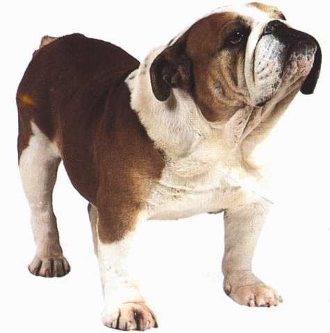 dog8