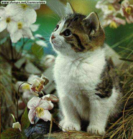 cat11