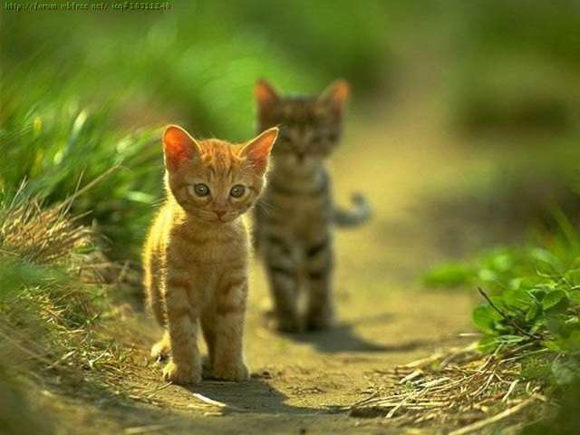 cat3