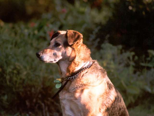 dog1