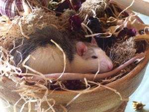 rat6