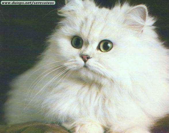cat10