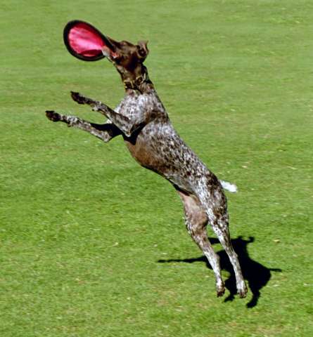 dog4
