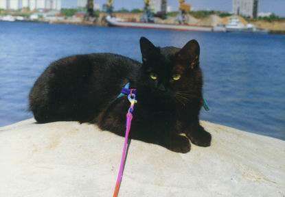 cat8