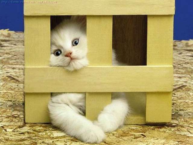cat2