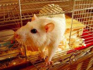 rat4