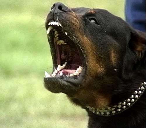 Rottweile