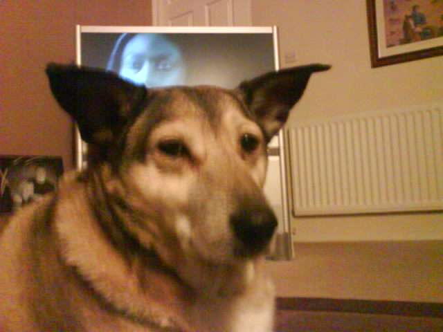 my dog