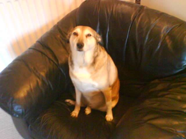 Holly