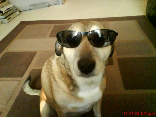 my dog again