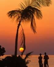 Tropical 