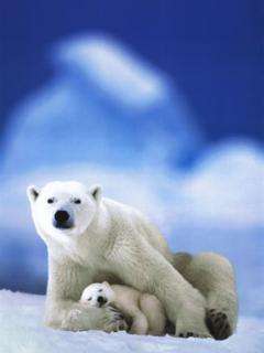 Polar lov
