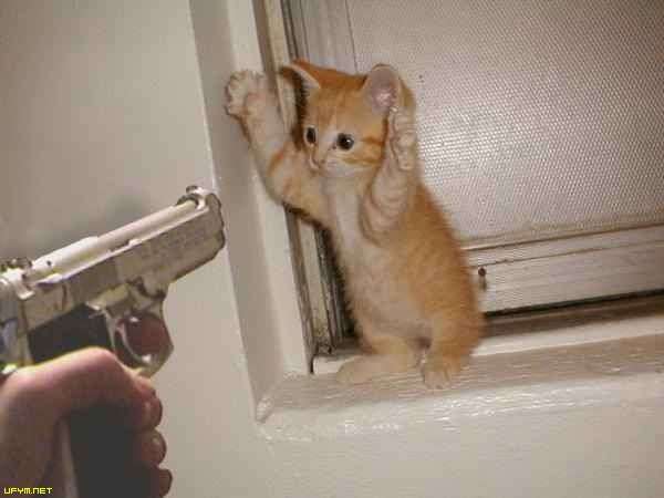 Dont shoo