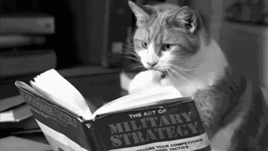 Cat Strategy